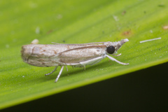 Culladia hastiferalis