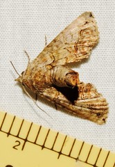 Paectes pygmaea