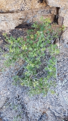 Pleurocoronis laphamioides