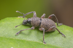 Metapocyrtus adspersus