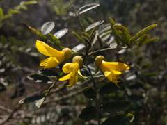 Sophora macrocarpa