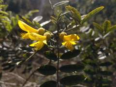 Sophora macrocarpa