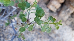 Pleurocoronis laphamioides