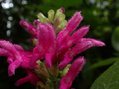 Salvia tortuosa