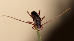 Phoracantha lata