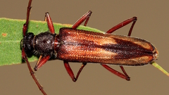 Phoracantha lata