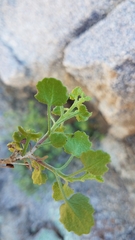 Pleurocoronis laphamioides