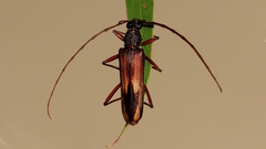 Phoracantha lata