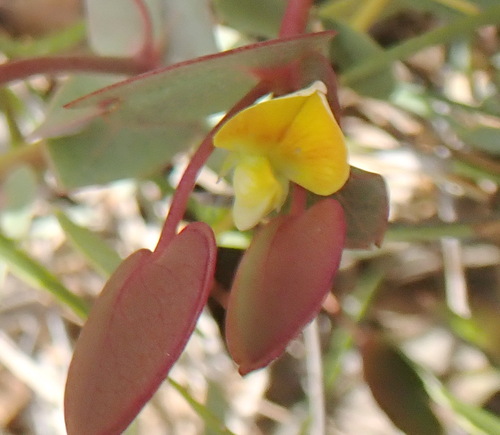 Image of Rafnia acuminata by (c) Nicola van Berkel, some rights reserved (CC BY-SA)