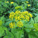 Hairy-jointed Meadow-Parsnip - Photo (c) BlueRidgeKitties, some rights reserved (CC BY-NC-SA)