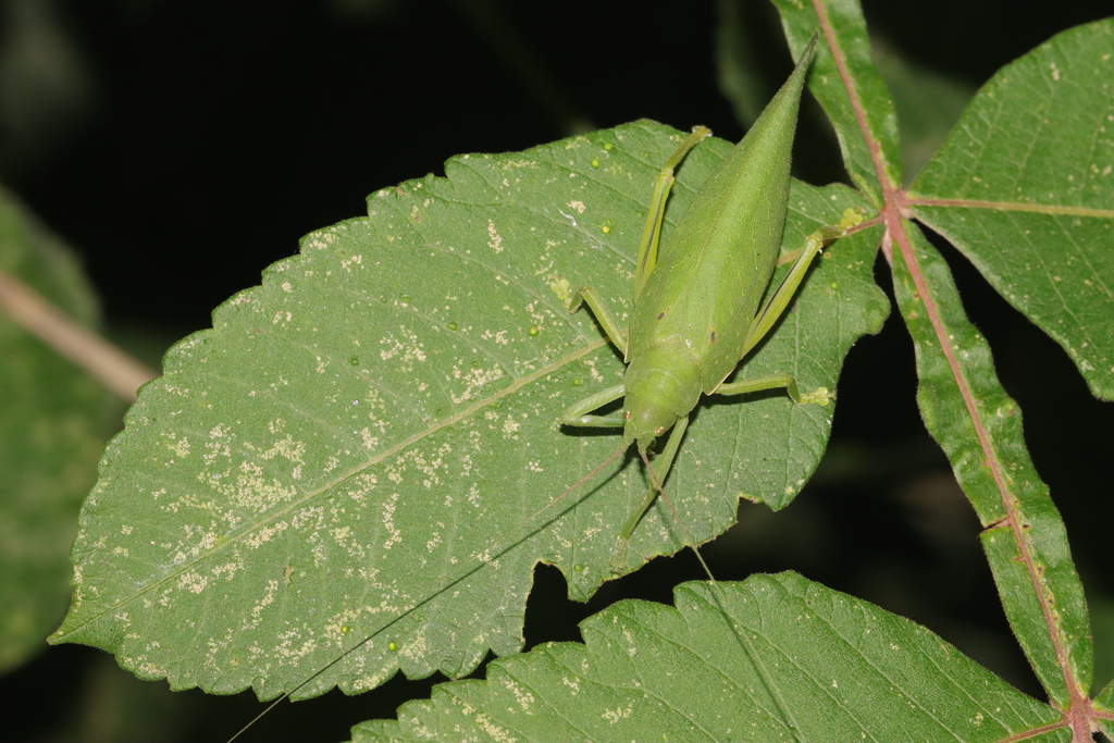 Phyllomimus from 湖州市安吉县龙王山 邮政编码: 313304 on September 26, 2023 at 07:39 ...