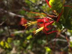 Tristerix corymbosus