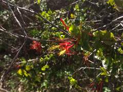 Tristerix corymbosus