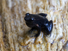 Hermina's Collared Frog photo 1