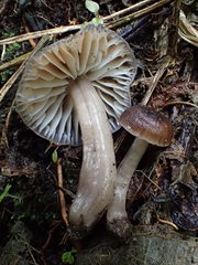 Neohygrocybe