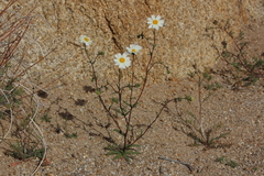 Layia glandulosa