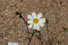 Layia glandulosa