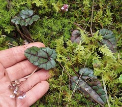 Veronica californica