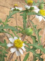 Melampodium cinereum