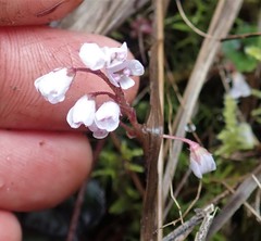 Veronica californica