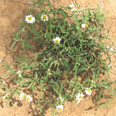 Melampodium cinereum