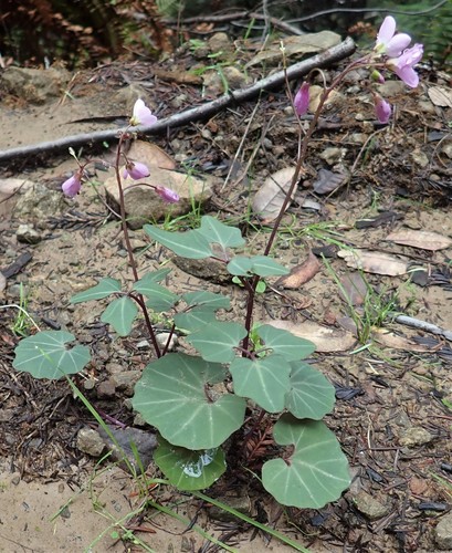 Cardamine californica