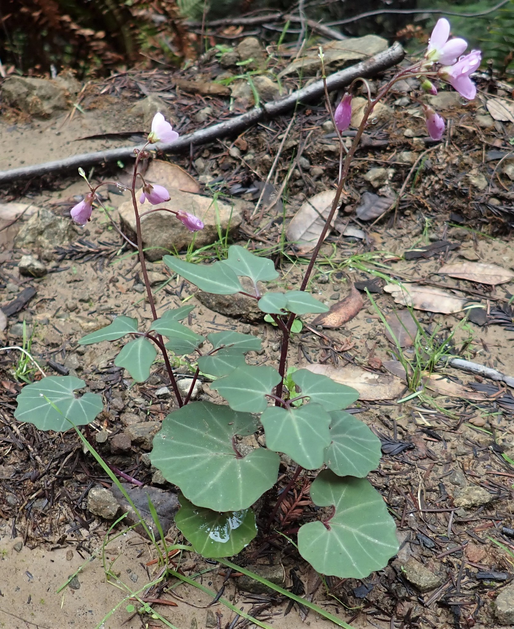 Cardamine californica