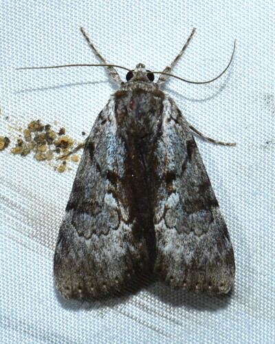 Gloomy Underwing photo 3