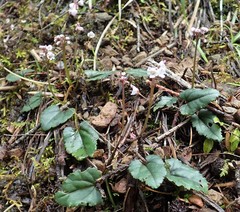 Veronica californica