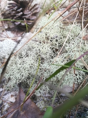 Cladonia evansii