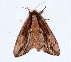 Hylaeora capucina