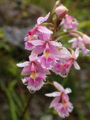 Epidendrum calanthum