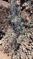 Euphorbia tomentulosa