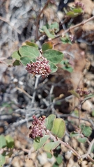 Euphorbia tomentulosa