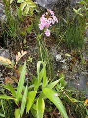 Epidendrum calanthum