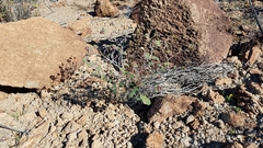 Euphorbia tomentulosa