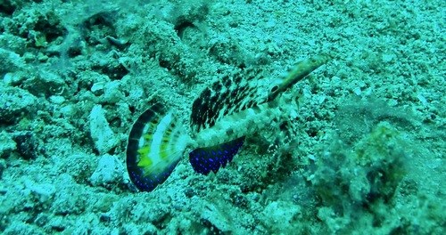 Dactylopus kuiteri