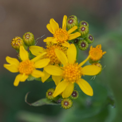 Senecio ampullaceus