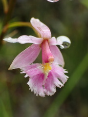 Epidendrum calanthum