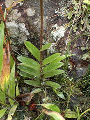 Epidendrum calanthum