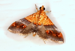 Tetracona amathealis