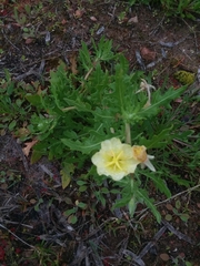 Oenothera triloba