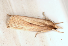 Calamotropha