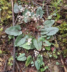 Veronica californica