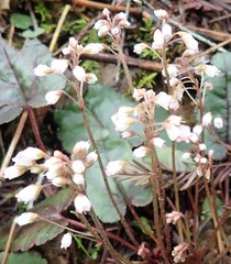 Veronica californica