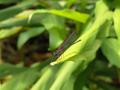 Hetaerina cruentata