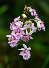 Epidendrum calanthum