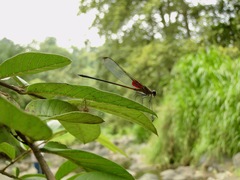 Hetaerina cruentata