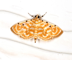 Notarcha aurolinealis