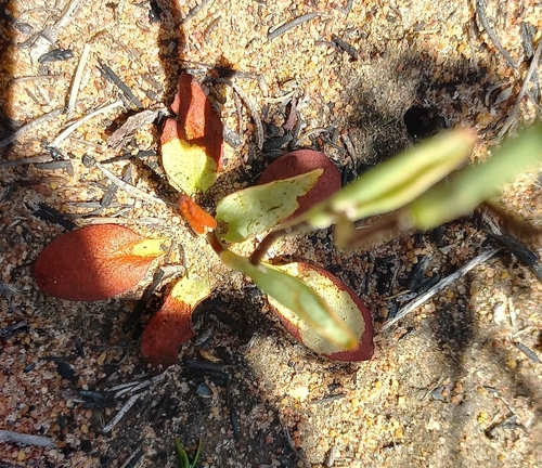 Image of Disa flexuosa by (c) Adele SL, some rights reserved (CC BY)